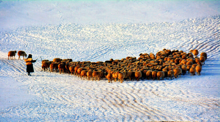 Splendid Light - Grazing in Winter